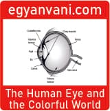 The Human Eye and The Colorful World