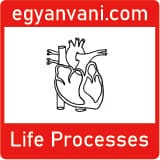 Life Processes