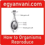 How to Organisms Reproduce