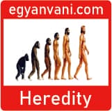 Heredity